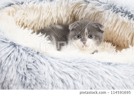 Scottish fold kitten in bed 114591695