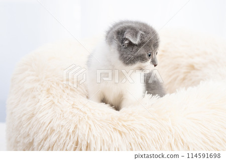 Scottish fold kitten in bed 114591698