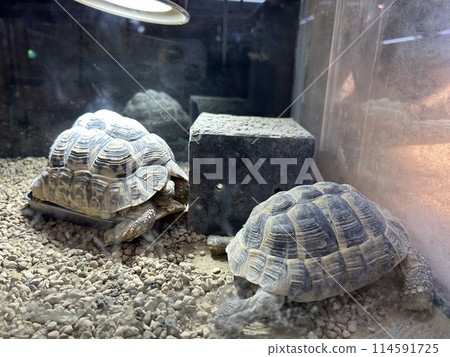 This is a turtle in an aquarium, a leopard turtle. 114591725