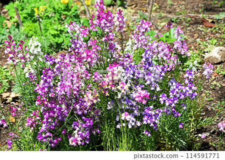 Linaria (Hime Goldfish) Linaria (Hime Goldfish) 114591771