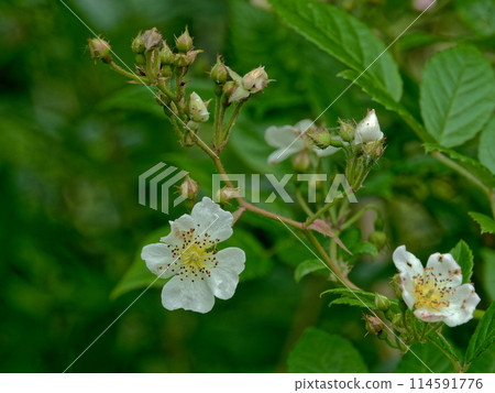 薔薇科玫瑰花的開花 薔薇科玫瑰花的開花 114591776