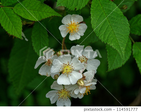 薔薇科玫瑰花的開花 薔薇科玫瑰花的開花 114591777