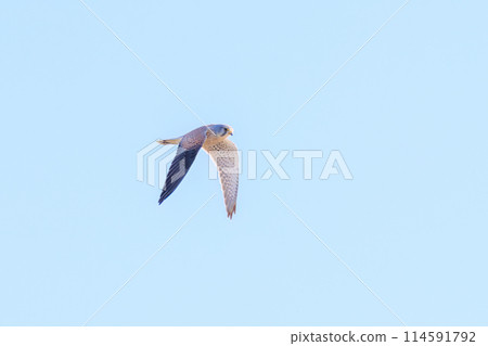 A beautiful Kestrel (Falconidae) in flight. Tochigi Prefecture, Japan. Photographed in winter 2023. A beautiful Kestrel (Falconidae) in flight. Tochigi Prefecture, Japan. Photographed in winter 2023. 114591792