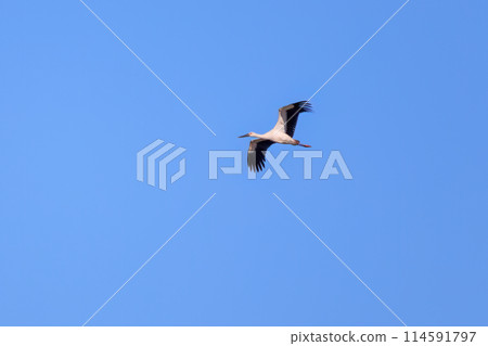 A beautiful and large flying stork (Ciconiaceae). Tochigi Prefecture, Japan. Photographed in winter 2023. A beautiful and large flying stork (Ciconiaceae). Tochigi Prefecture, Japan. Photographed in winter 2023. 114591797
