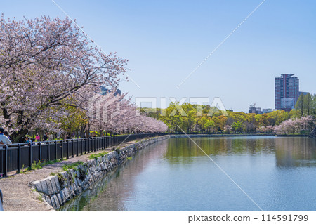 【櫻花】春天的大阪城公園 114591799