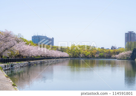 [Cherry Blossoms] Osaka Castle Park in Spring 114591801