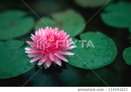 pink flower lotus is floating on a pond 114591821