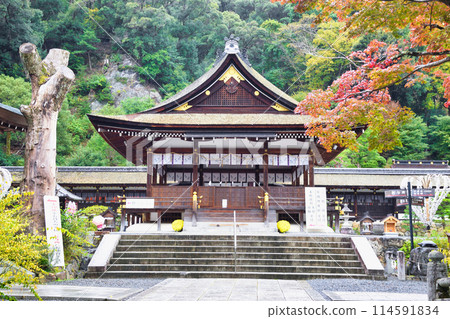Beautiful autumn leaves and worship hall at Matsuo Taisha Shrine in Kyoto (Nishikyo Ward, Kyoto City, Kyoto Prefecture) Beautiful autumn leaves and worship hall at Matsuo Taisha Shrine in Kyoto (Nishikyo Ward, Kyoto City, Kyoto Prefecture) 114591834