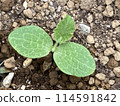 pumpkin 114591842