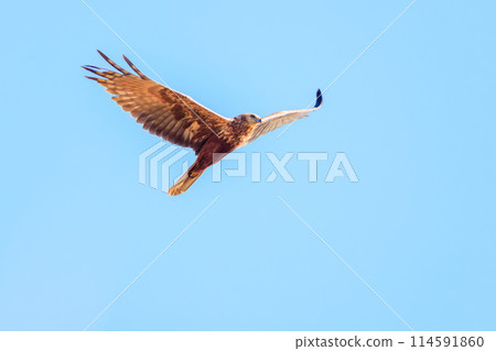 A beautiful Marsh Harrier (Accipitridae) soaring to hunt in Tochigi Prefecture, Japan. Photographed in winter 2023. 114591860