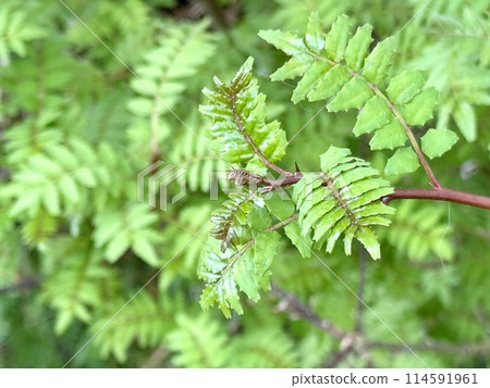 山竹葉 山竹葉 114591961