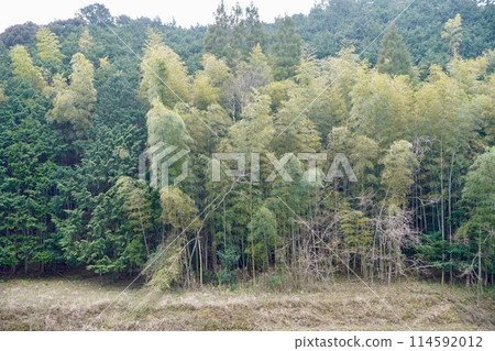 The boundary between the forest and the bamboo grove 114592012