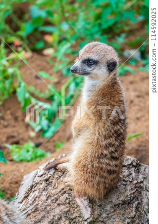 Meerkat, Suricata suricatta, on hind legs. Portrait of meerkat standing on hind legs with alert expression. Portrait of a funny meerkat sitting on its hind legs. Meerkat, Suricata suricatta, on hind legs. Portrait of meerkat standing on hind legs with alert expression. Portrait of a funny meerkat sitting on its hind legs. 114592025