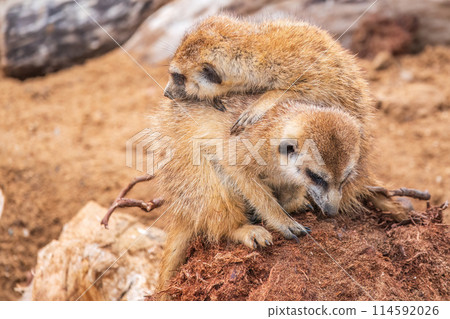 A group of cute meerkats. Meerkat Family are sunbathing. 114592026