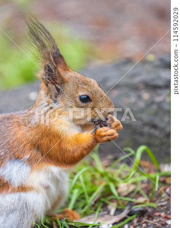 Close-up Portrait of Squirrel. Squirrel eats a nut while sitting in green grass. 114592029