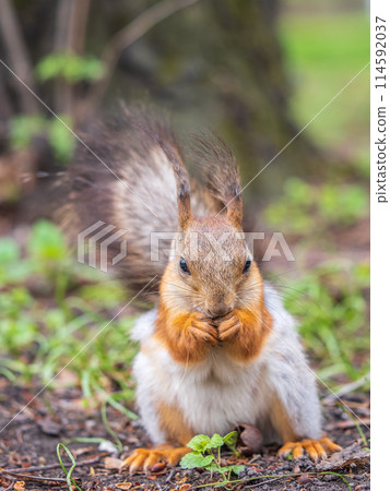 Squirrel eats a nut while sitting in green grass. Eurasian red squirrel, Sciurus vulgaris 114592037