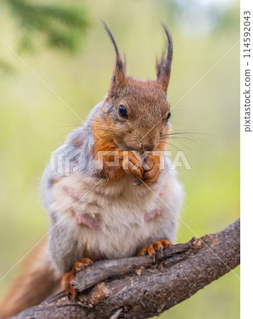 The squirrel with nut sits on a branches in the spring or summer. 114592043