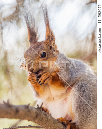 The squirrel with nut sits on a branches in the spring or summer. 114592073