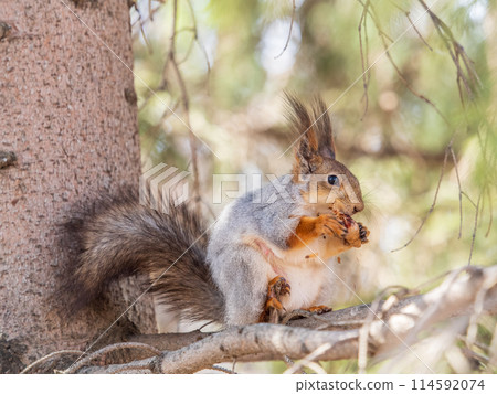The squirrel with nut sits on a branches in the spring or summer. 114592074