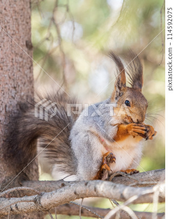 The squirrel with nut sits on a branches in the spring or summer. 114592075