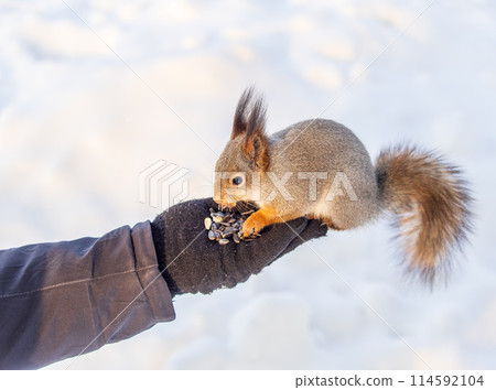 Squirrel eats nuts from a man's hand. Caring for animals in winter or autumn. 114592104