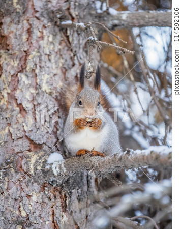 The squirrel with nut sits on tree in the winter or late autumn 114592106