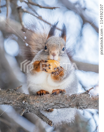 The squirrel with nut sits on tree in the winter or late autumn 114592107