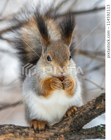 The squirrel with nut sits on tree in the winter or late autumn 114592113