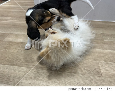 These puppies are fighting and playing with each other: a Pomeranian and a Beagle. These puppies are fighting and playing with each other: a Pomeranian and a Beagle. 114592162