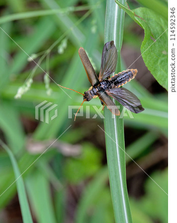 A golden-spotted canthariform moth spreading its wings 114592346