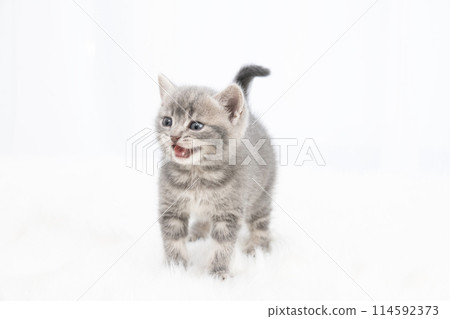 Scottish fold kitten crying 114592373