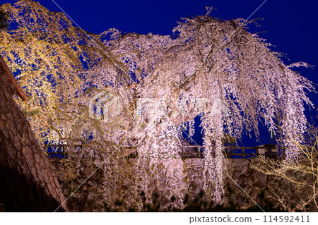 青森縣弘前城夜間的壯麗景色，燈火通明的大瀧櫻花 114592411