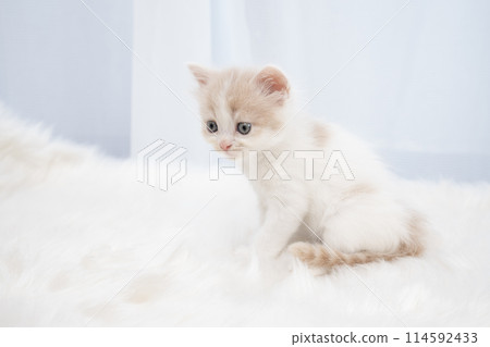 Scottish fold kitten with white background 114592433