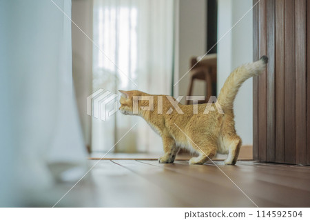 pet care concept with british cat relax and sleep in living room pet care concept with british cat relax and sleep in living room 114592504