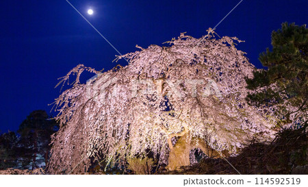 青森縣弘前城夜間的壯麗景色、照亮的大瀧櫻花和滿月 114592519