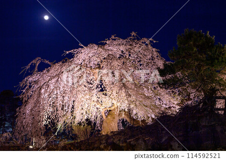 Spectacular night view of Hirosaki Castle: illuminated Otakizakura cherry blossoms and full moon, Aomori Prefecture 114592521