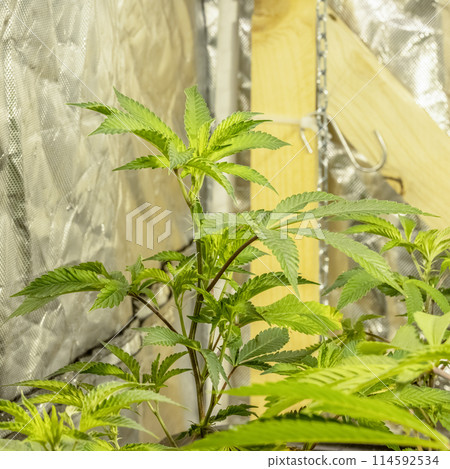 Medical Cannabis Sativa plants growing indoors Lab system legal light drugs medication medicine concept selective focus 114592534