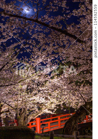 Spectacular night view of Hirosaki Castle: Takaoka Bridge surrounded by cherry blossoms in full bloom and the full moon, Aomori Prefecture 114592559