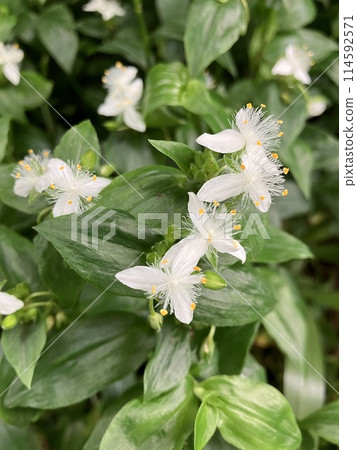 Spring wildflower Commelinus 114592571