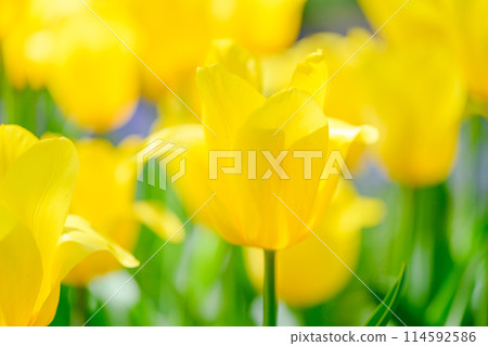 鬱金香強金（豐平公園）_9581 114592586