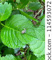 Snail on the leaves 114593072