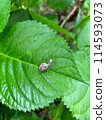 Snail on the leaves 114593073