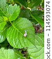 Snail on the leaves 114593074