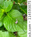 Snail on the leaves 114593075