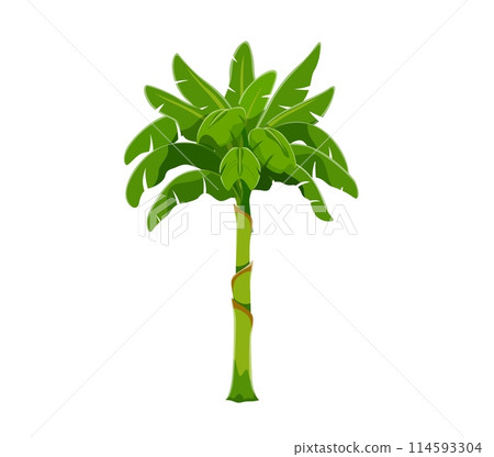 Cartoon jungle rainforest palm tree. Isolated vector beach plant with lush fronds. Vibrant tropical vegetation, biodiversity landscape element, game environment, exotic palm tree with verdant foliage 114593304
