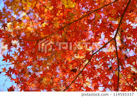 Kyoto's ancient temples, shining autumn leaves, and the fantastical world 61 Kyoto's ancient temples, shining autumn leaves, and the fantastical world 61 114593337