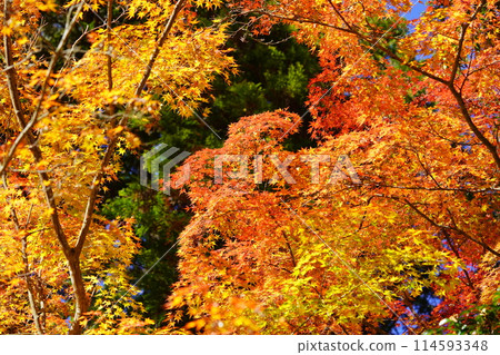 京都的古剎、絢麗的秋葉、奇幻的世界81 京都的古剎、絢麗的秋葉、奇幻的世界81 114593348