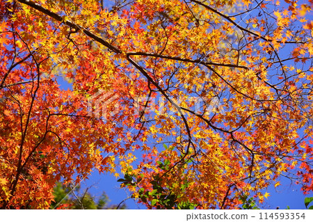 Kyoto's ancient temples, shining autumn leaves, and fantastical worlds 90 114593354