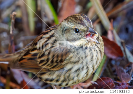 A cute Japanese Bunting (Bemuriidae) searching for food. Chiba Prefecture, Japan. Photographed in the New Year of 2024. A cute Japanese Bunting (Bemuriidae) searching for food. Chiba Prefecture, Japan. Photographed in the New Year of 2024. 114593383