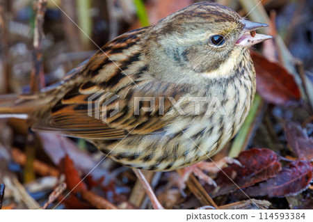 A cute Japanese Bunting (Bemuriidae) searching for food. Chiba Prefecture, Japan. Photographed in the New Year of 2024. 114593384